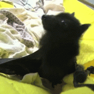 ConquerorFox