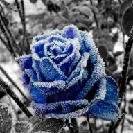 Blue winter rose