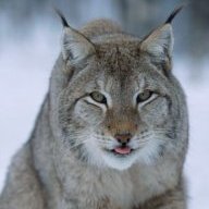 LadyLynx