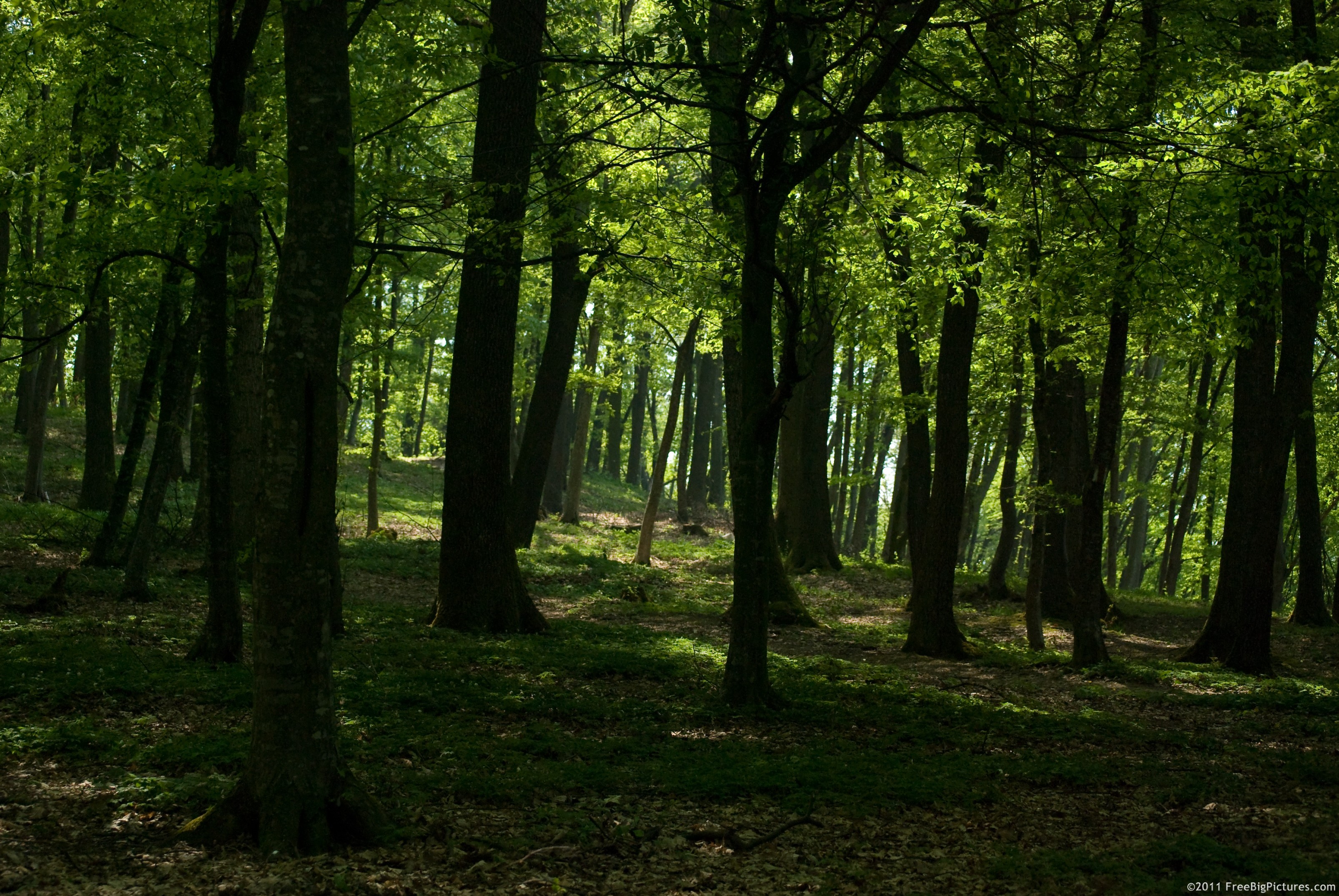 shady-forest.jpg