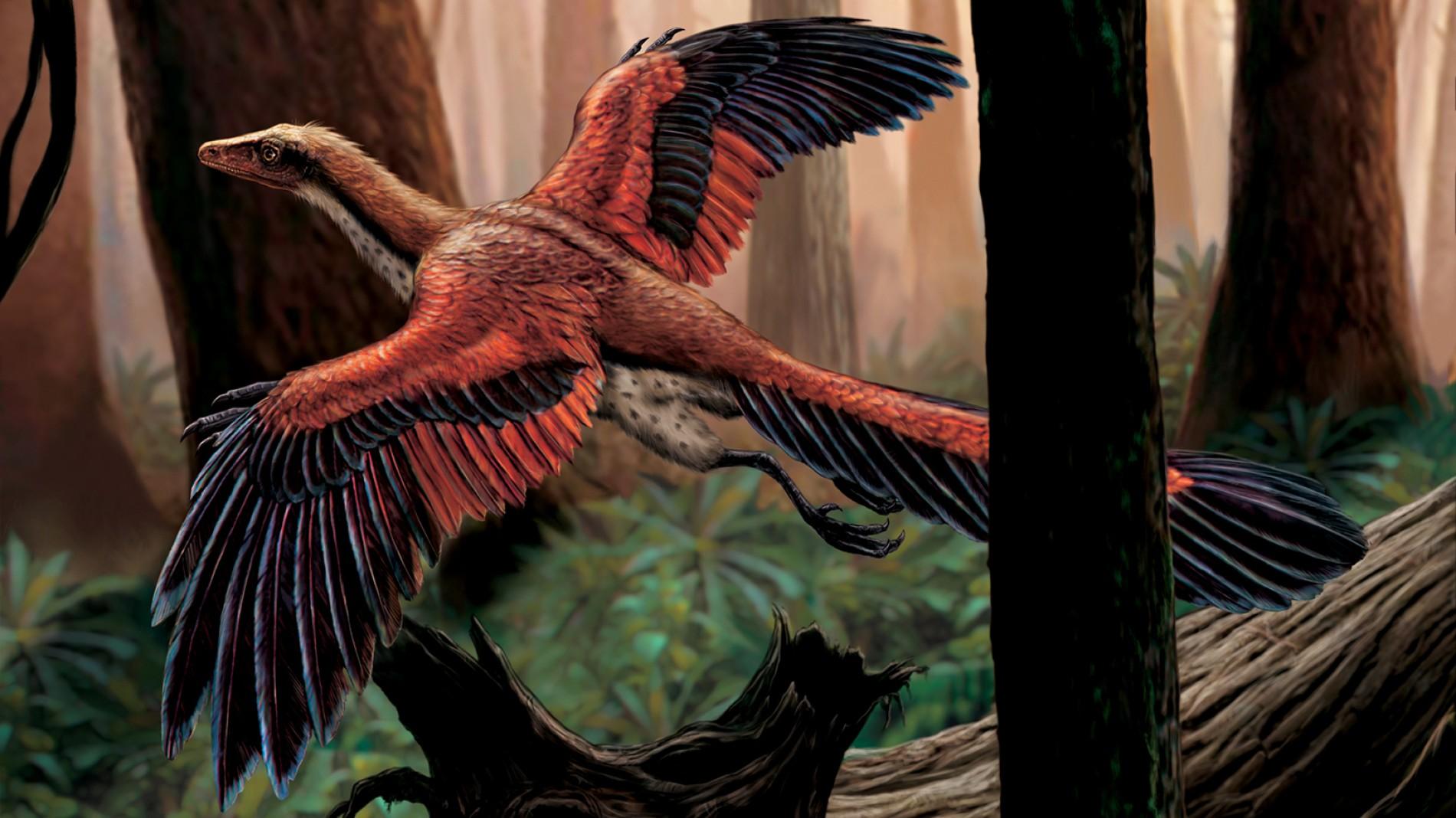 archaeopteryx-flying-trees.adapt.1900.1.jpg
