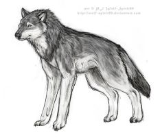 wolf_spirit___female_gray_wolf_by_wolf_spirit89.jpg