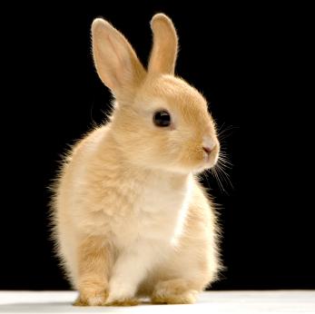 rabbits-bunny-rabbit-02.jpg
