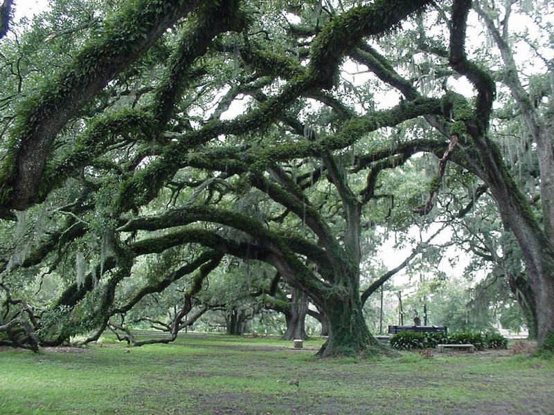 cityparkneworleans2005-07oaktrees.jpg