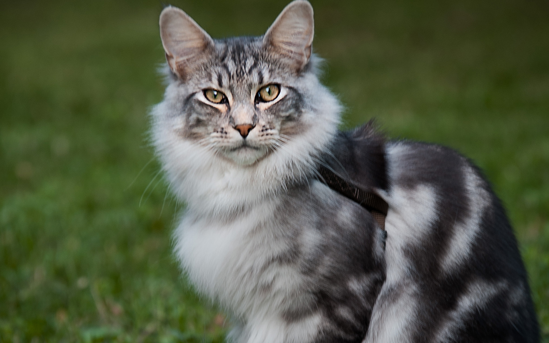 Is-Colloidal-Silver-Safe-for-Cats-Marbled-Main-Coon-copy.jpg