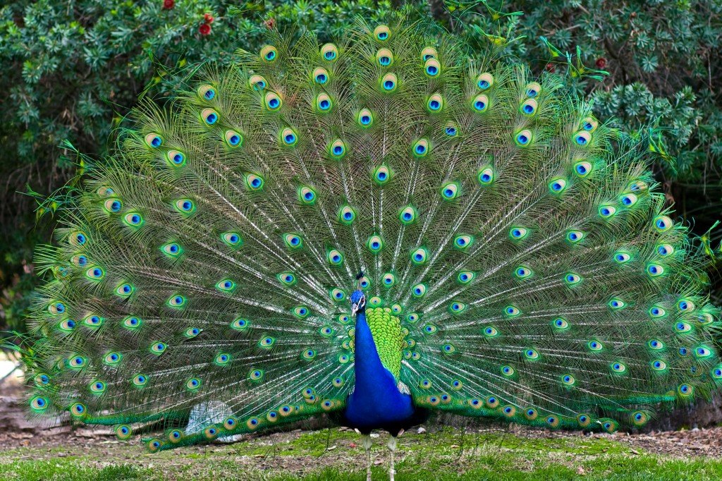 Peacock-fanned-tail-Shawn-Hempel.jpg