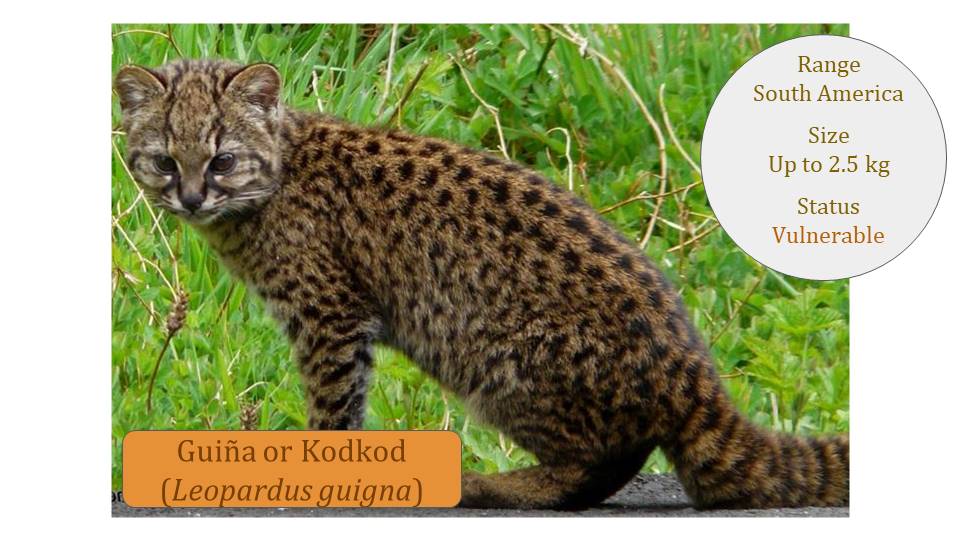 Leopardus-Lineage-Guina-Kodkod-slide-v2.jpg